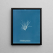 Ectocarpus granulosus - Anna Atkins — quadro incorniciato alla parete