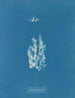 Ectocarpus punillus - Anna Atkins — Ansicht des Kunstwerks