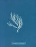 Ectocarpus siliculosus - Anna Atkins — vista dell’opera