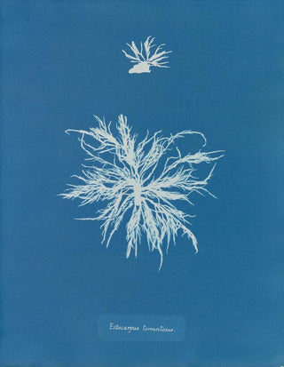 Anna Atkins - Ectocarpus tomentosus.webp