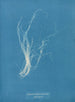 Enteromorpha compressa - Anna Atkins — Ansicht des Kunstwerks