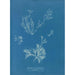 Reproduktion des Gemäldes Exilaria crystallinum parasitique - Anna Atkins