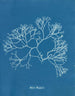 Fucus Machaii - Anna Atkins — vista dell’opera