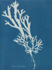 Fucus ceranoïdes - Anna Atkins — vista dell’opera