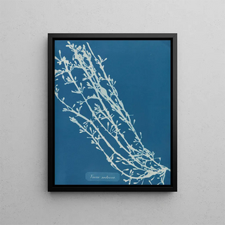 Anna Atkins - Fucus nodosus.webp