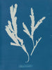 Lame di sega - Anna Atkins — vista dell’opera