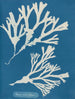 Tinten vesikulär - Anna Atkins — Ansicht des Kunstwerks