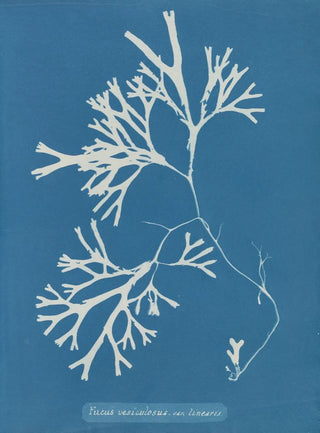 Anna Atkins - Fucus vesiculosus var linearis.webp