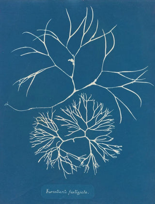 Anna Atkins - Furcellaria fastigiata.webp