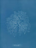 Gelideum corneum penné var. - Anna Atkins — vista dell’opera