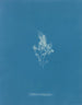 Ice Cartilaginous Painting - Anna Atkins — artwork view