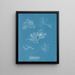 Gelidium corneum var. - Anna Atkins — quadro incorniciato alla parete