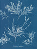 Der Raureif auf der Nase - Anna Atkins — Ansicht des Kunstwerks