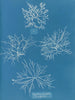 Gigartina acicularis mit schönen Früchten - Anna Atkins — Ansicht des Kunstwerks