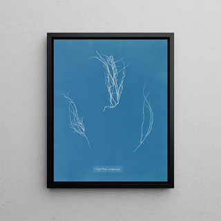 Anna Atkins - Gigartina compressa.webp