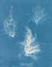 Gigartina gefaltet - Anna Atkins — Ansicht des Kunstwerks
