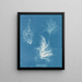 Gigartina gefaltet - Anna Atkins — gerahmtes Bild an der Wand