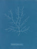 Gigartina purpurascens - Anna Atkins — vista dell’opera