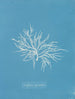 Griffithsia equisetifolia - Anna Atkins — Ansicht des Kunstwerks