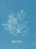 Griffithsia multifida - Anna Atkins — Ansicht des Kunstwerks