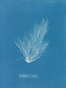 Griffithsia setacea - Anna Atkins — vista dell’opera