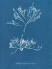 Halidrys siliquosa - Anna Atkins — Ansicht des Kunstwerks