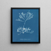 Halidrys siliquosa - Anna Atkins — gerahmtes Bild an der Wand