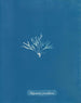 Halymenia furcellaria - Anna Atkins — Ansicht des Kunstwerks