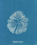 Halymenia furcellata - Anna Atkins — Ansicht des Kunstwerks