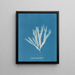 Halymenia ligulata var. latifolia - Anna Atkins — quadro incorniciato alla parete