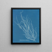 Helminthocladia Griffithsiana - Anna Atkins — gerahmtes Bild an der Wand