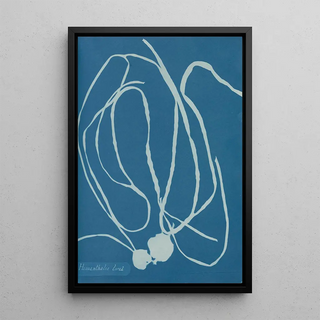 Anna Atkins - Himanthalia lorea.webp