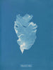 Kalymenia Dubyi - Anna Atkins — Ansicht des Kunstwerks