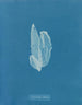 La Laminaire est faible - Anna Atkins — Ansicht des Kunstwerks