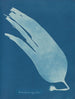 Digitiertes Laminar-Gemälde - Anna Atkins — Ansicht des Kunstwerks