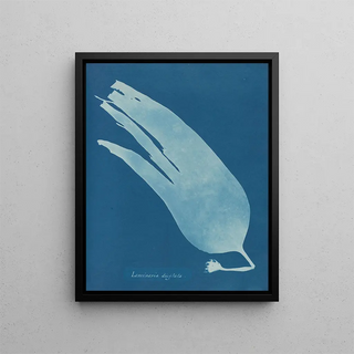 Anna Atkins - Laminaria digitata.webp