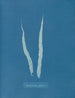 Fascia laminaire - Anna Atkins — Ansicht des Kunstwerks