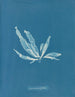 Laminaria phyllitis - Anna Atkins — Ansicht des Kunstwerks