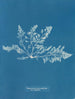 Laurencia pinnatifida var. angusta - Anna Atkins — vista dell’opera