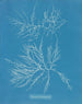 Laurence ist sehr mager - Anna Atkins — Ansicht des Kunstwerks