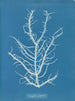 Mesogloia purpurea - Anna Atkins — Ansicht des Kunstwerks