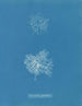 Microcladia glandulosa - Anna Atkins — Ansicht des Kunstwerks