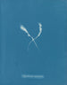 Myriotrichia claviformis - Anna Atkins — vista dell’opera