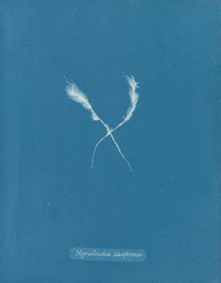 Anna Atkins - Myriotrichia claviformis.webp