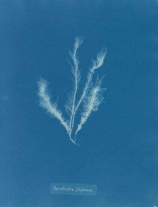 Anna Atkins - Myriotrichia filiformis.webp