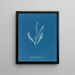 Myriotrichia filiformis - Anna Atkins — gerahmtes Bild an der Wand