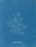 Naccaria Wigghii - Anna Atkins — Ansicht des Kunstwerks