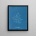 Naccaria Wigghii - Anna Atkins — gerahmtes Bild an der Wand