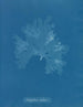 Nitophyllum Gmeleni - Anna Atkins — Ansicht des Kunstwerks