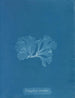Nitophyllum punctatum - Anna Atkins — Ansicht des Kunstwerks